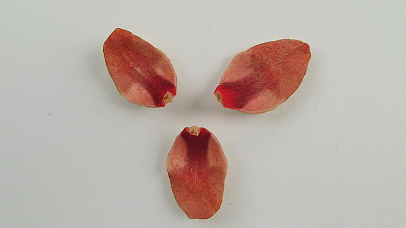 araticum-da-mata,araticum-ape ، سیب شیرین ساحلی